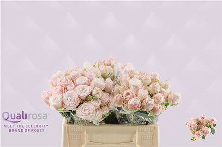 <h4>R Tr Bombastic Qualirosa</h4>