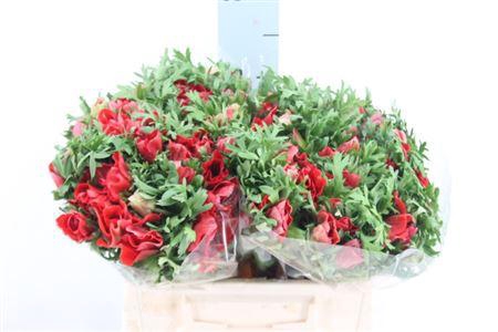 <h4>Anemoon Mistral Red</h4>