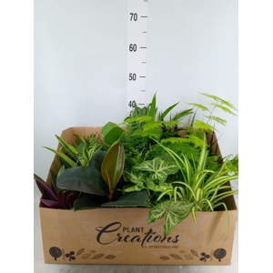 Planten Groen   ...mix 12