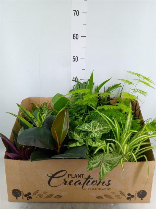 <h4>Planten Groen   ...mix 12</h4>