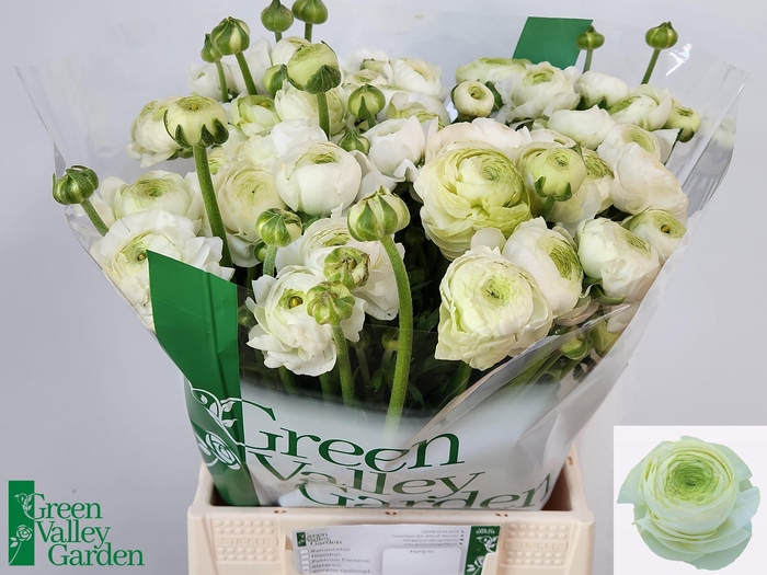 <h4>RAN AAZUR WHITE</h4>