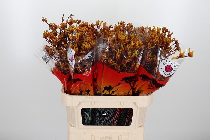 <h4>Anigoz Gold Fever</h4>