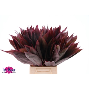 DECOGROEN GROOT BLAD