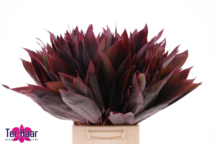 DECOGROEN GROOT BLAD