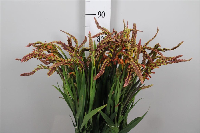 <h4>Chasman Saturnus</h4>