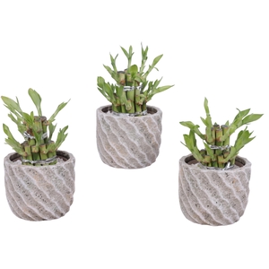 Lucky Bamboo Shape Round 2S Ø11cm Ceramic NT668