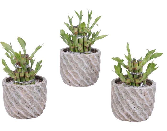 <h4>Lucky Bamboo Shape Round 2S Ø11cm Ceramic NT668</h4>