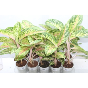 AGLAONEMA COCOMELON P12