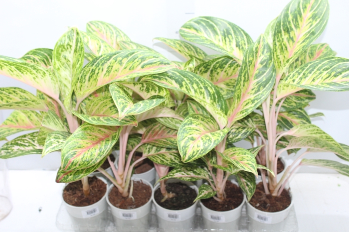 <h4>AGLAONEMA COCOMELON P12</h4>