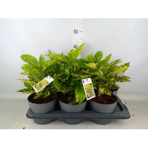 Aucuba japonica 'Crotonifolia'