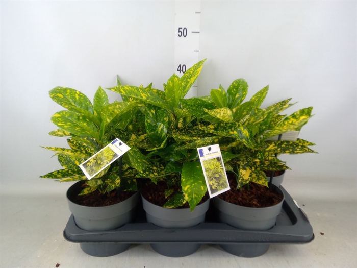 <h4>Aucuba japonica 'Crotonifolia'</h4>