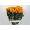 Tagetes Marigold Promise Light Orange