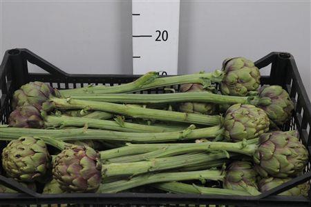 <h4>Cynara Scolymus</h4>