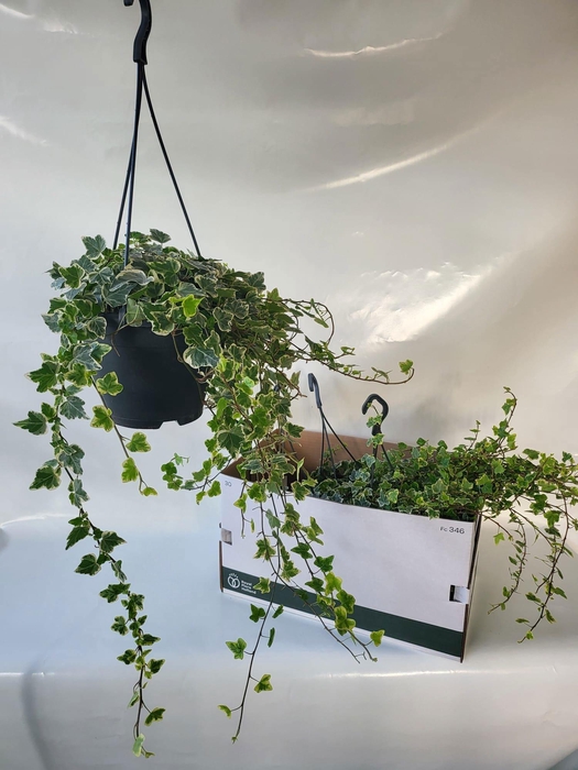 <h4>HED HE WHITE WONDER</h4>