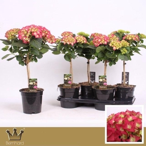 Hydrangea Stam LK49 (red)
