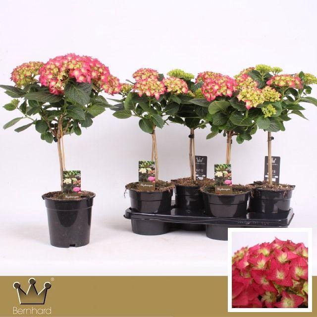 <h4>Hydrangea Stam LK49 (red)</h4>