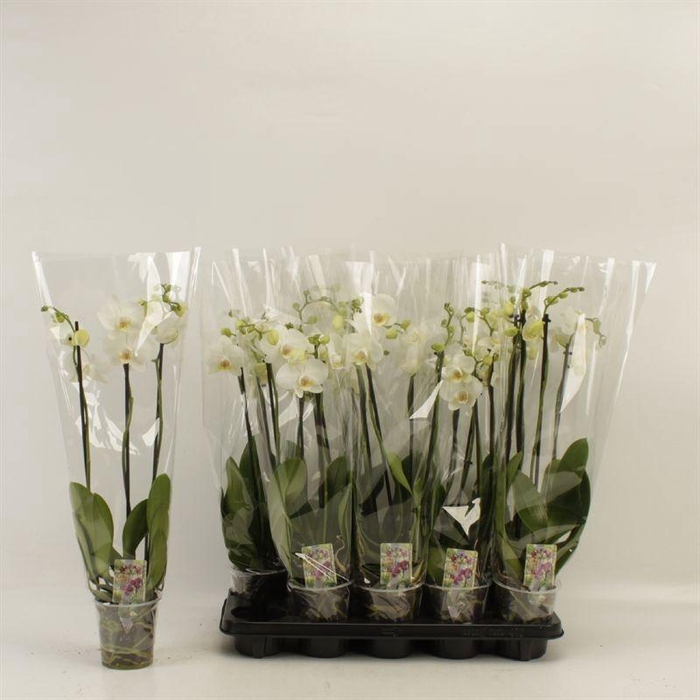 <h4>PHAL OV WIT</h4>