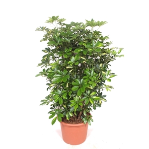 Schefflera Gold Capella