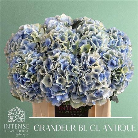 <h4>Hydr M Royal Grandeur Cl</h4>