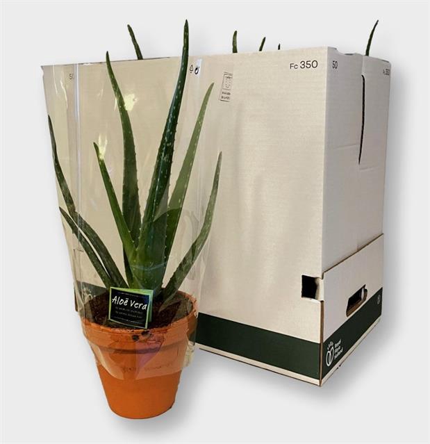 <h4>ALOE VERA</h4>