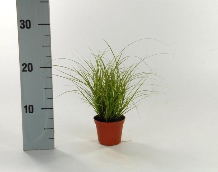 <h4>Carex brunnea 'Jubilo' p8</h4>