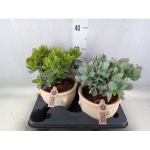 Crassula   ...mix
