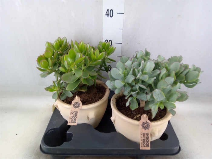 <h4>Crassula   ...mix</h4>