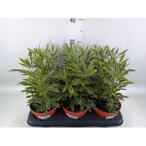 Dizygotheca eleg. 'Bianca'