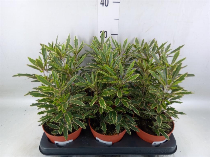 <h4>Dizygotheca eleg. 'Bianca'</h4>