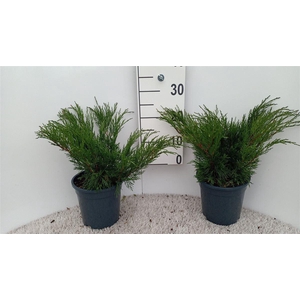 Juniperus sabina
