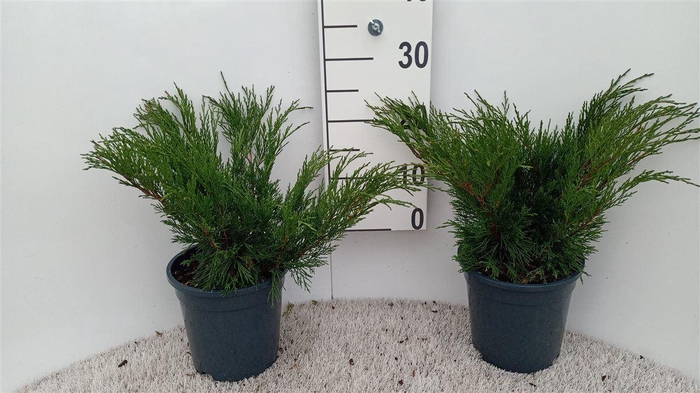 <h4>Juniperus sabina</h4>
