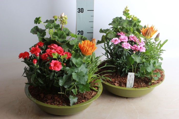 <h4>ARR TUINPLANTEN</h4>