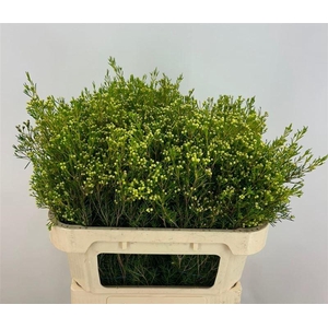 Chame Un Jupite Moon