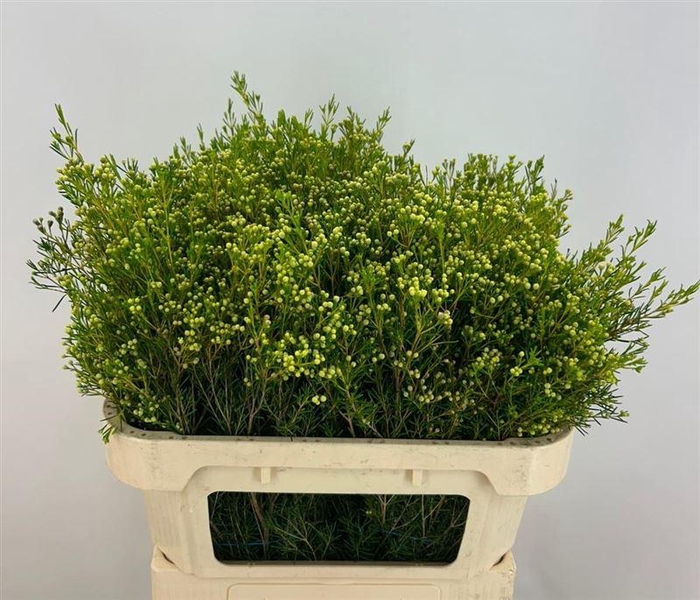 <h4>Chame Un Jupite Moon</h4>