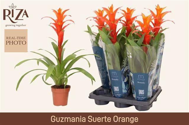 <h4>GUZM SUERTE ORANGE</h4>