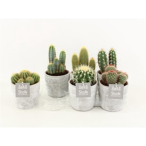 Cactus Mix In Stone look pot