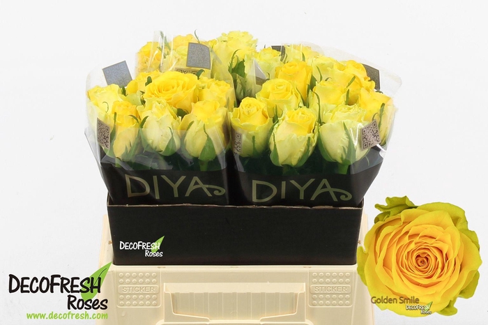 <h4>R Gr Golden smile</h4>