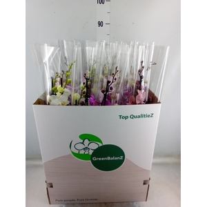 Phalaenopsis   ...mix
