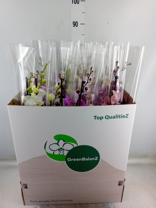 <h4>Phalaenopsis   ...mix</h4>