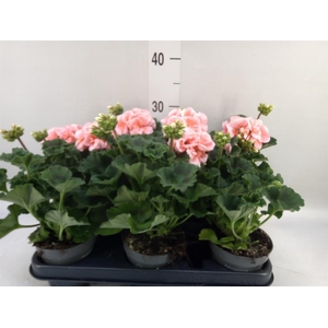 Pelargonium zona.   ...F1