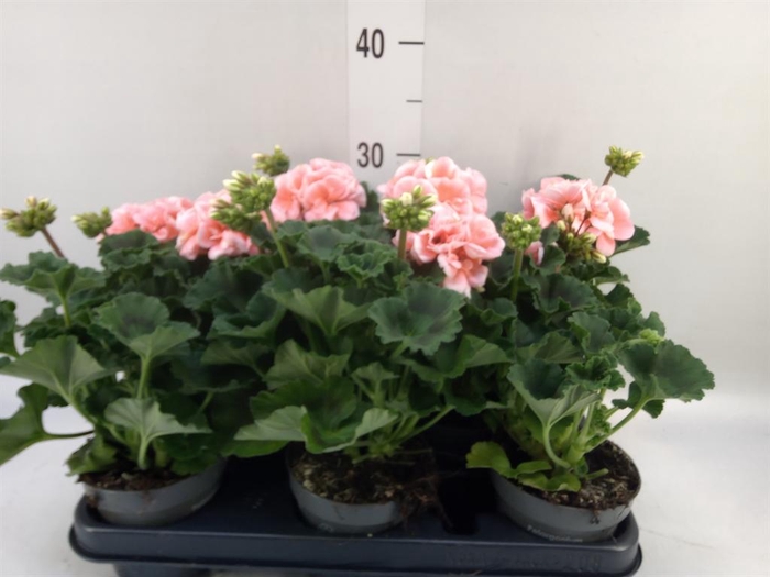 <h4>Pelargonium zona.   ...F1</h4>