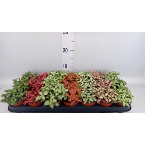Fittonia   ...mix 7