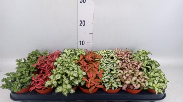 <h4>Fittonia   ...mix 7</h4>