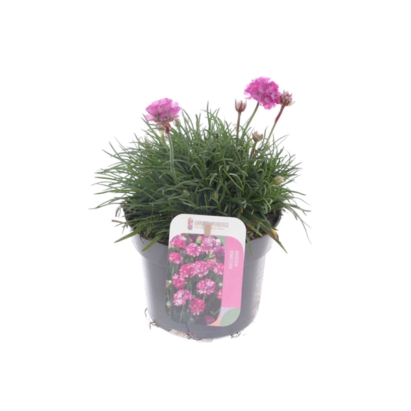 <h4>Armeria maritima Splendens</h4>