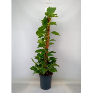 Epipremnum pinn.   ...moss stick