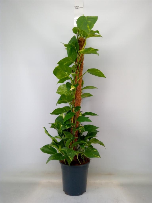 <h4>Epipremnum pinn.   ...moss stick</h4>