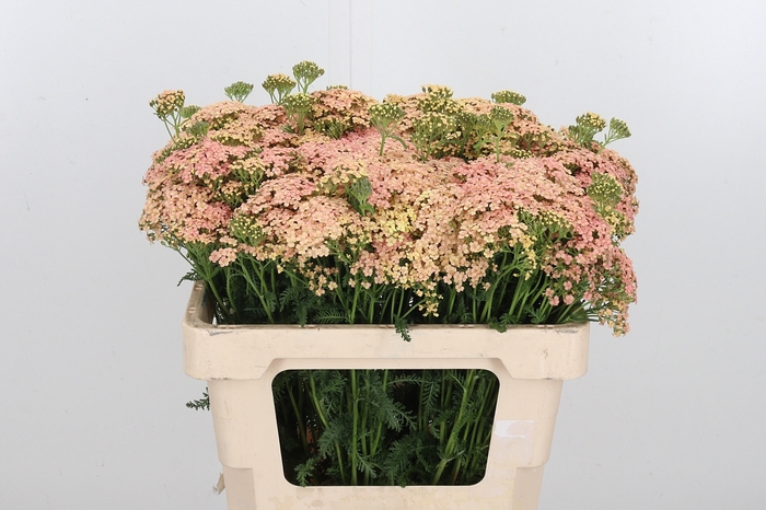 <h4>Achillea Lachsschonheit</h4>