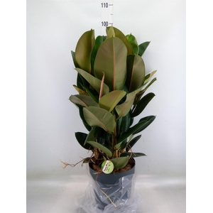 Ficus elastica 'Robusta'