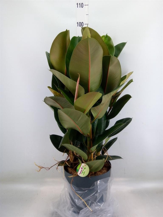 <h4>Ficus elastica 'Robusta'</h4>