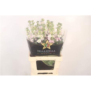 Matth Iron * Premium* Artic Queen